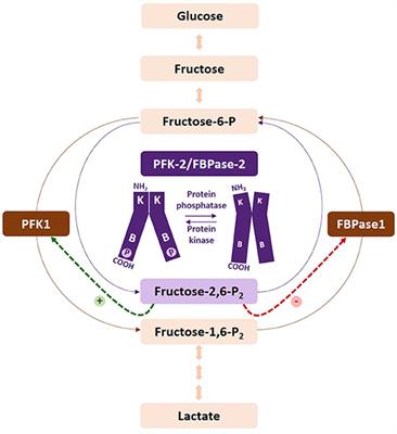 Bisphosphate 6 fructose 2